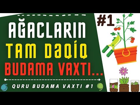 Video: Bitkiləri budamaq nə vaxt – Bağ bitkiləri üçün ən yaxşı budama vaxtları