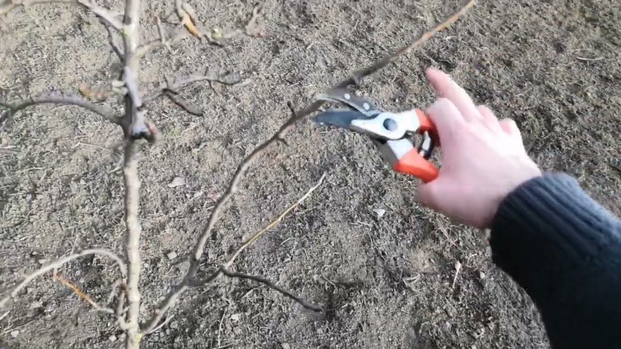 Cięcie Gruszy konferencja