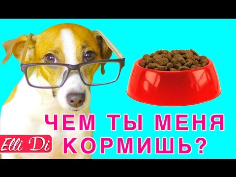 СОСТАВ: КАК ВЫБРАТЬ КОРМ ДЛЯ СОБАКИ ИЛИ КОШКИ | Elli Di Pets