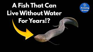 What Is Aestivation? The Craziest Survival Hack in Nature!
