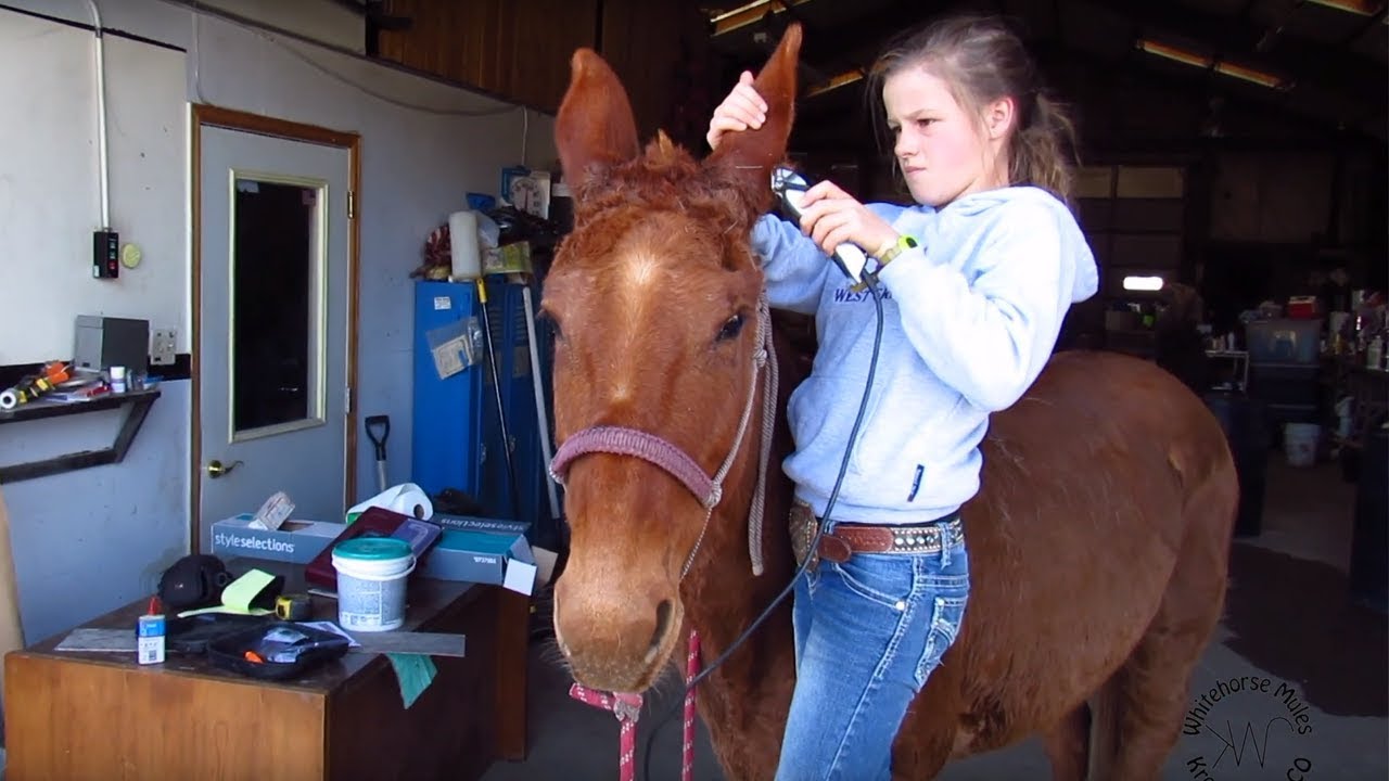 Salmon Select Mule Sale Rosie Hip22 YouTube