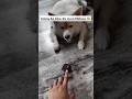 Mera Eklota Khilona deeeee 😭😭 #pets #funny #fun #shorts #comedy #dog #cute #pomeranian