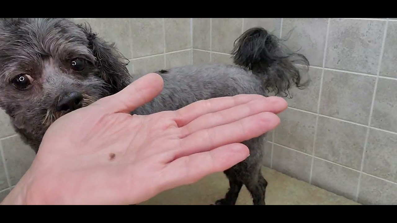 How To Remove A Sebaceous Cyst From Your Dog Dog Grooming Dog Health