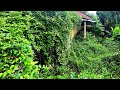 Inspire house cleanup transformation overgrown grass 100year-old horror abandoned horror  with vines