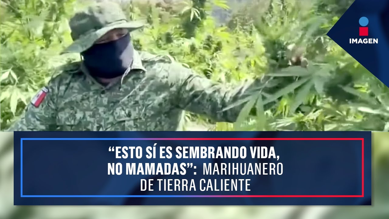 “Esto sí es sembrando vida, no mamadas”: Marihuanero de Tierra Caliente | Noticias Ciro Gómez Leyva
