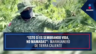 “Esto sí es sembrando vida, no mamadas”: Marihuanero de Tierra Caliente | Noticias Ciro Gómez Leyva