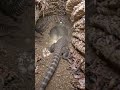 Desert Armadillo Lizard POV: Tiny Camera Reveals a Massive Hidden Underground Colon #shorts