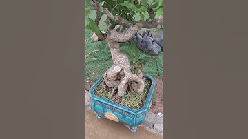 cây Lộc Vừng có bộ rễ như Lòng Se Điếu