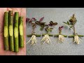 Propagate rose from cuttings very fast with onions