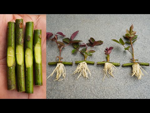 Propagate Rose From Cuttings Very Fast With Onions