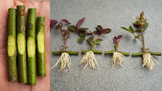 Propagate rose from cuttings very fast with onions screenshot 3