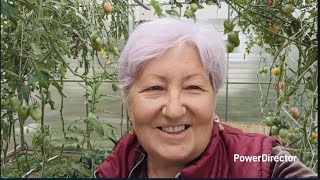видео: 19 сентября.В помидорной теплице день парикмахера! Вспомнила старый рецепт Мужу понравилась колбаска картинка: 19 сентября.В помидорной теплице день парикмахера! Вспомнила старый рецепт Мужу понравилась колбаска
