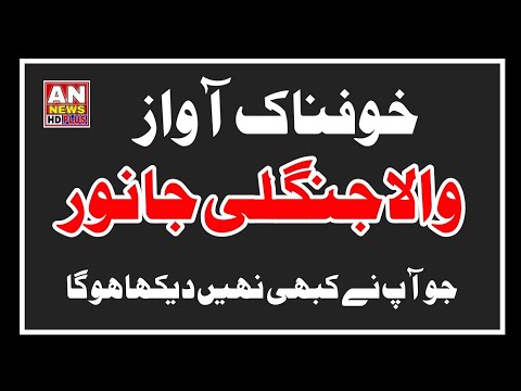 ایسی خوفناک آواز والا جنگلی جانور شاہد آپ نے پہلے کبھی نہیں دیکھا ہو گا   