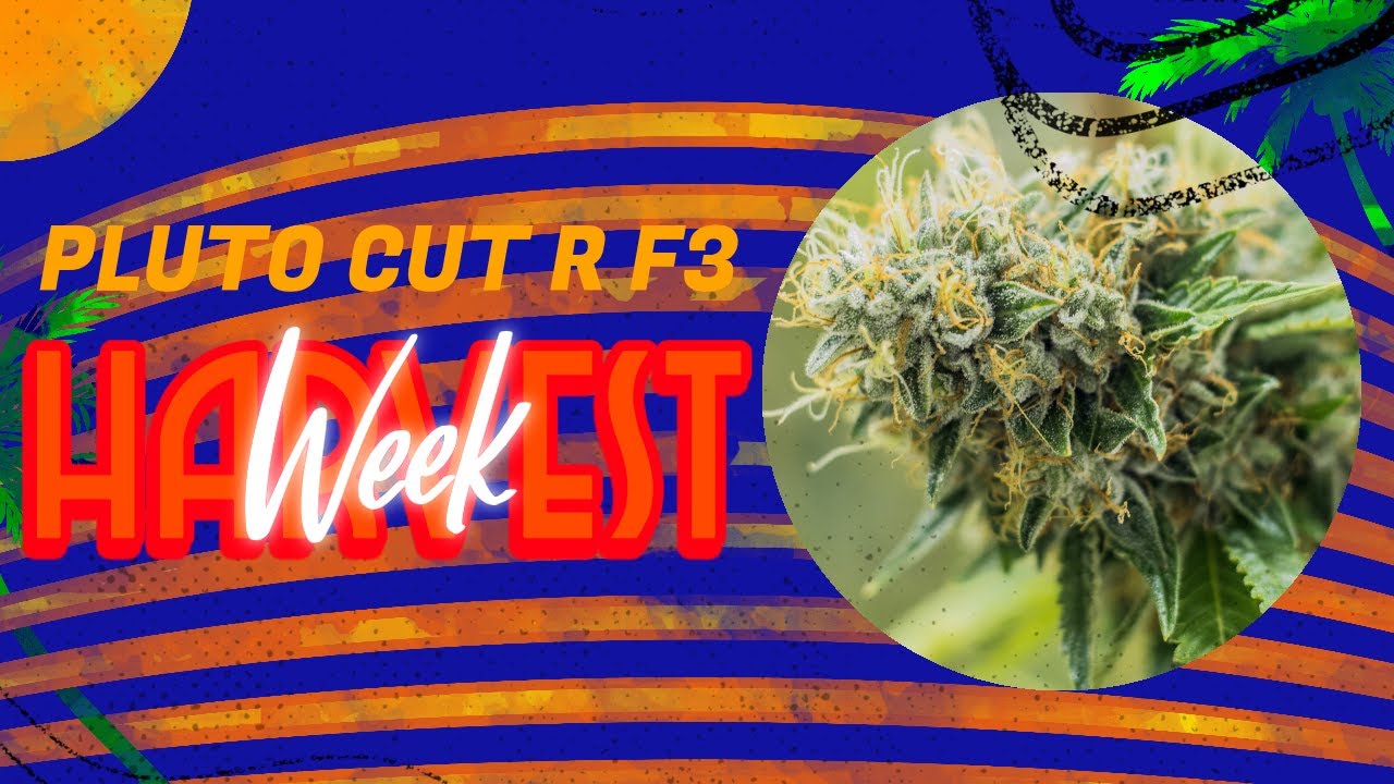 Pluto Cut R F3, 3 Bears OG, Gorilla Cookies - Harvest Week - Spider Farmer SF-1000 - Cannabis