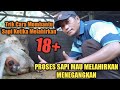 PROSES SAPI MELAHIR KAN DAN CARA MEMBANTU MENANGANI KELAHIRAN