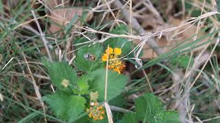 Bee's - 9 - 001.01 - MVI 8483