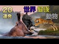 世界最強の動物　２０連発