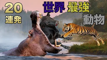 最強動物ランキング空編