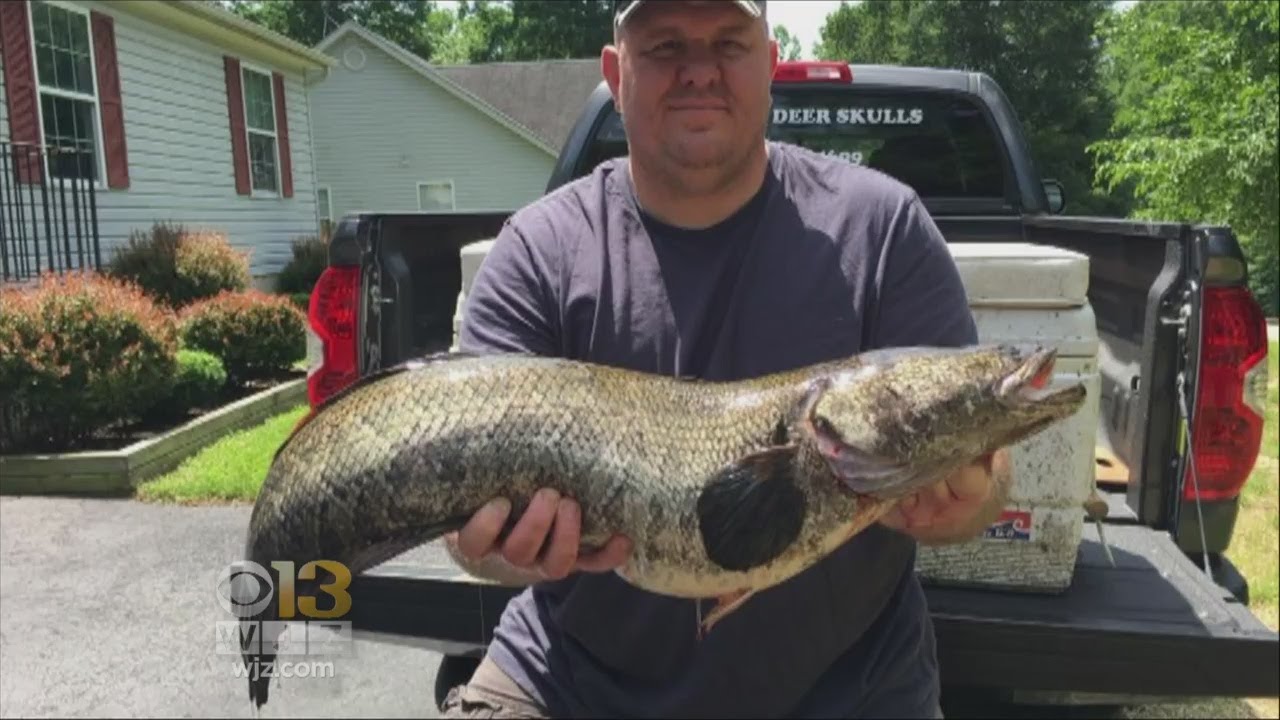 Man Hauls In Largest Snakehead Ever Caught In Maryland YouTube
