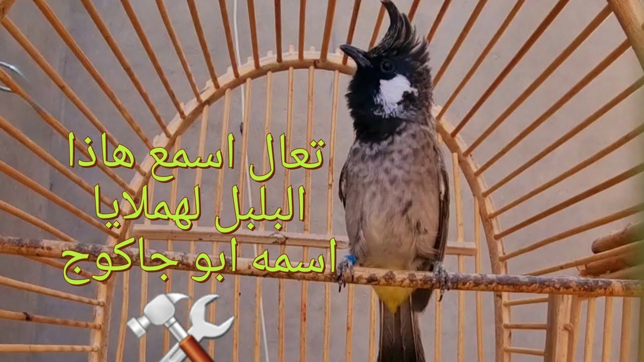 تغريد بلبل هملايا قمه بل جمال شدكولون ياهو افضل العراقي ام الباكستاني 🤔