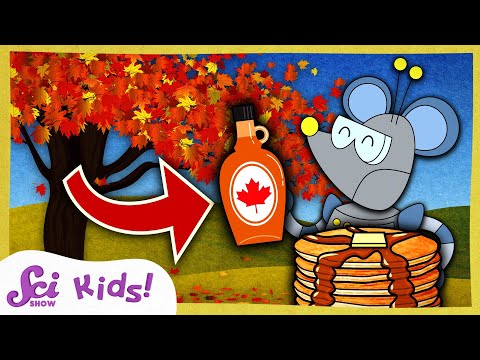 Where Does Maple Syrup Come From? | Winter is Alive! | SciShow Kids