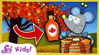 where does maple syrup come from winter is alive scishow kids