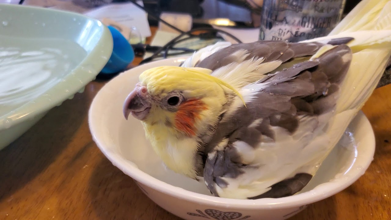 cockatiel gets that loving feeling bird bath.(1) YouTube