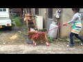 スエトシ牧場 そらまめ散歩