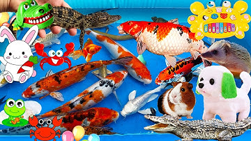 Cún Tìm Thấy Cá Sấu, Cua, Cá Koi Về Thả Bể, Bắt Thỏ Dễ Thương, Rùa, Lươn, Nhím, Chuột