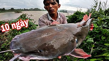 10 NGÀY ĐÊM SĂN CÁ LĂNG RỪNG Mùa Nước LŨ | Ngủ Giữa Rừng Mưa Tìm Cá Lớn (P.2)