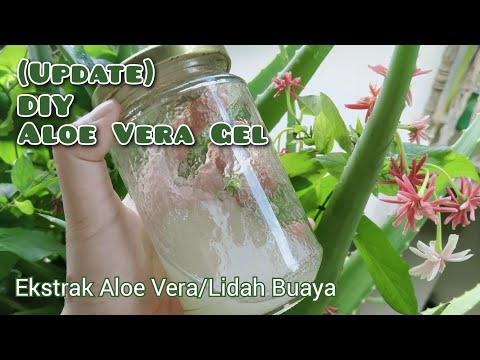 Video: Cara Mengekstrak Lidah Buaya: 7 Langkah (dengan Gambar)