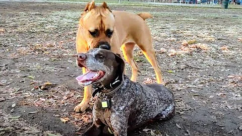Cane Corso Tries To Figure Out What's Wrong With G...