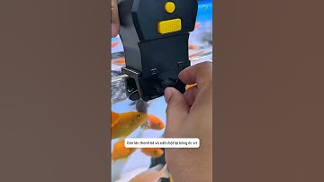 Chăm cá thuận tiện hơn khi vắng nhà với chiếc máy cho ăn tự động #aquatic #shorts