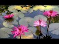 Ciri-ciri Bunga Teratai / Waterlily / Water-Lily (Nymphaea) sebagai Contoh Tumbuhan Air Tenang