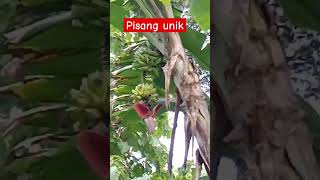 pisang unik dan menarik perhatian #buah #pisangunik #pisangkukus #viral