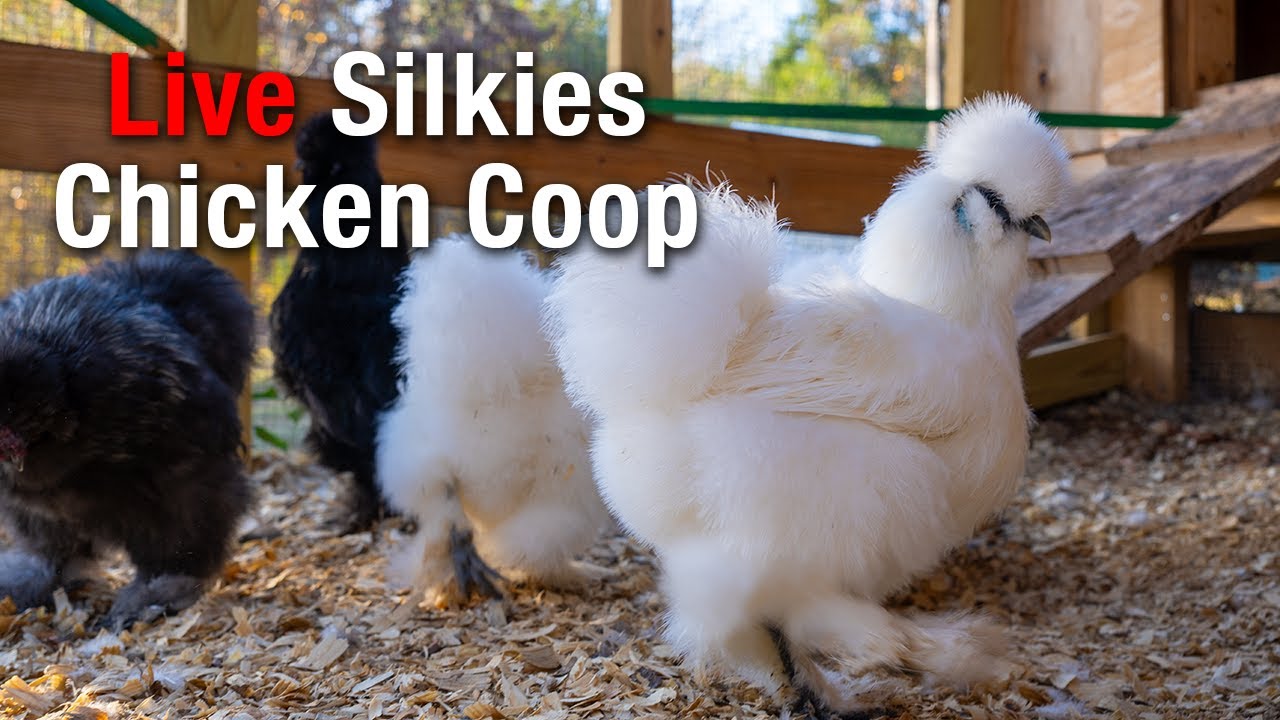 Happy New Year 2026 -The Fluffiest Chickens on Earth? 🐔 LIVE Silkie Bantam Cam