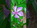 Vinka  a low-maintenance plant with glossy leaves and bright flower that bloom nonstop in all season