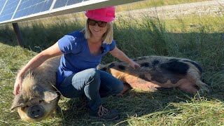 First Generation Farmer Combines Solar & Farming for Thriving Ranch
Janna Greir and her partner Ryan have always dreamt of ranching, living off the land, and running a small farm, but breaking into farming as first-timers seemed nearly impossible. That was until Janna stumbled upon the incredible combo of sheep and solar! Starting with just a dozen sheep, she struck a deal with Capital Power to manage the vegetation on their Strathmore Solar Farm. Since then, Janna has transformed into a vegetation management expert, turning the land into a thriving oasis and boosting her flock to over 1,000 sheep at this one location! Rather than consuming farmland, solar power has the potential to enhance productivity and skyrocket revenues for farmers like Janna and Ryan. They refer to this innovative approach as agrivoltaics—an exciting fusion of solar energy and farming, whether it’s sheep or crops!
Tune into the GreenEnergyFutures CKUA.com Video Podcast
and explore more at GreenEnergyFutures.ca!
Subscribe to hear 400 more stories! First Generation Farmer Combines Solar & Farming for Thriving Ranch