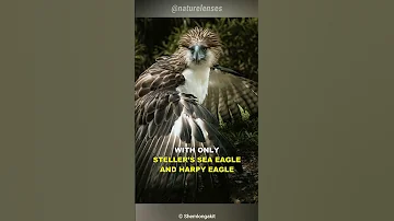 Philippine Eagle | The Monkey Eating Eagle