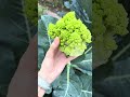 اسم النبات رومانسكو من عايلة القرنبيط #garden #gardening #حصاد #مزرعة #حصاد