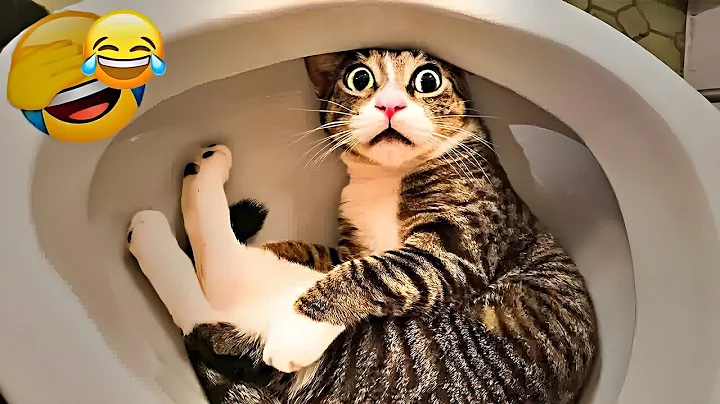 Video 6841371: cats compilation, laugh funny compilation, compilation best funny