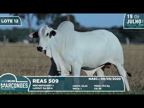 LOTE 12   REAS 509