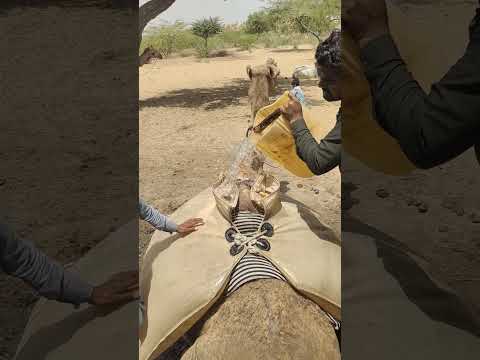 س قيا العطاش على ظهور الإبل