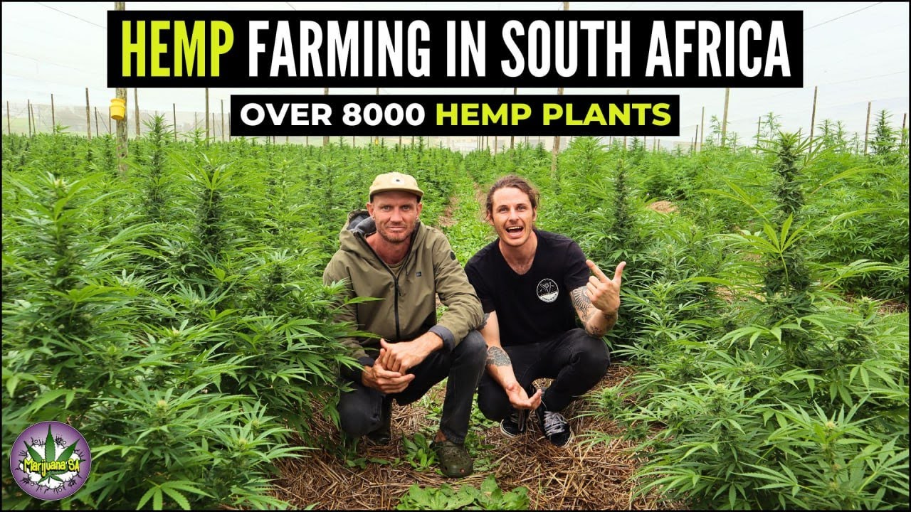 Как выращивать коноплю в Южной Африке!