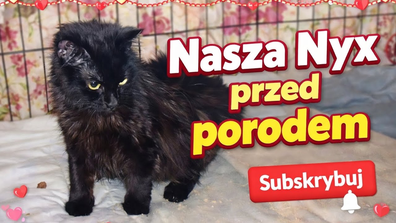 CZ.1 👉 Nasza Nyx zostanie mamą ❤️ Ostatnie chwile przed porodem @KOCIstan