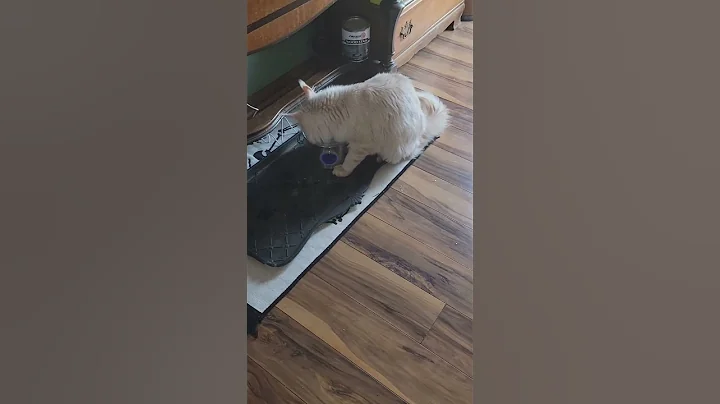 Video 11860291: mainecoon cat kitten, mainecoon catplaying