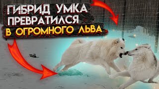 БЕЛЫЙ ЛЕВ 🦁 В ПАРКЕ ВОЛКОВ 🐺 Малыш Умка растёт не по дням, а по часам!!!