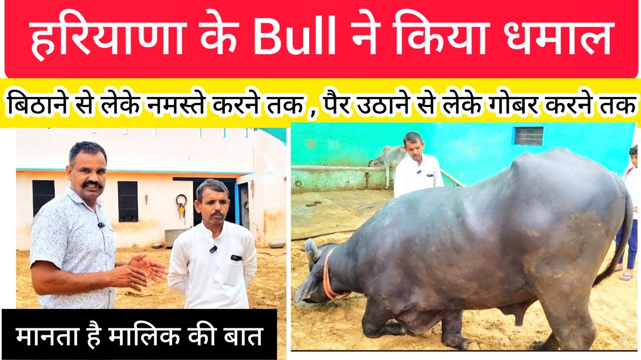 😱हरियाणा का पहला ऐसा Bull - घी और Milkline का Record, करता है राम राम ,मानता है हर बात ।।