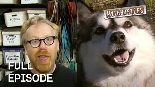Dog Myths Mythbusters Season 5 Episode 6 Full Episode