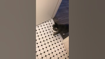 Cat Splash Fever || ViralHog